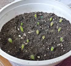 The sprout book author dog evans gives tips for how to sprout seeds and highlights their health benefits. What Did You Do To Your Cacti Botanical Garden Today Pictures Welcome Botanicals Mycotopia