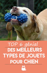 Les Meilleurs Jouets Pour Chien Conseils Et Videos Jouet Chien Chien Jeu Chien