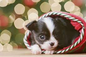 22 Adorable Puppies Who Are Just As Excited For Christmas As You Are Dog Christmas Photos Christmas Dog Christmas Pet Clothes