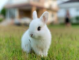 The rabbit spirit animal has always been a symbol of prosperity, abundance, and fertility. Top 10 Dwarf Rabbit Breeds With Pictures