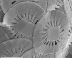 Image result for Exotheca