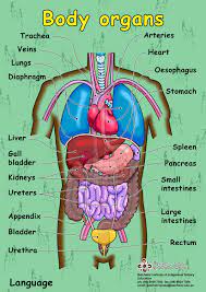 Our body is made up of blood, nerves, bones, muscles and our skin forms a protective layer on our body. Body Organ Picture Koibana Info Human Body Vocabulary Human Body Organs Body Anatomy Organs