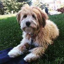 18 Crossbreeds Every Mutt Lover Needs To Know About Terrier Poodle Mix Poodle Mix Breeds Wheaten Terrier Poodle Mix