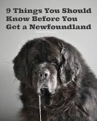 Get a boxer, husky, german shepherd, pug, and more on kijiji, canada's #1 newfoundland in dogs & puppies for rehoming in canada. So You Think You Want A Newfoundland Here S 9 Things You Should Know Newfoundland Puppies Newfoundland Dog Newfoundland