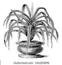 Image result for Pandanus candelabrum