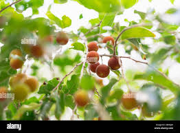 Image result for Dovyalis macrocalyx