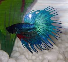819 crowntail bettas products are offered for sale by suppliers on alibaba.com you can also choose from aquariums, decorations & ornaments crowntail bettas, as well as from fish crowntail bettas. Crowntail Betta Turning White Fin Rot My Aquarium Club