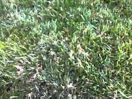 Bermuda control options in tttf. How To Remove Bermuda Grass From Tall Fescue Youtube