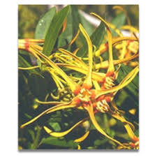 Image result for Strophanthus speciosus