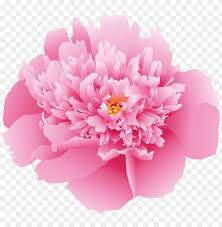 We did not find results for: Download Pink Peony Flower Png Images Background Toppng