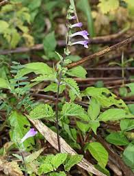 Image result for Scutellaria schweinfurthii