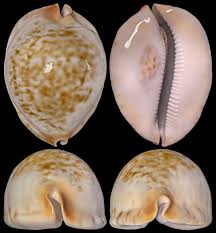 Image result for Chenolea