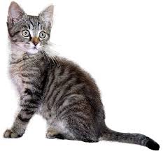 Cats make great family pets for people of all ages. Pet Shop Kittens For Sale Near Me Online