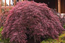 The larger varieties in the cornus, or dogwood family, have elegant leaves and bracts in white to blush pink with fruits like christmas tree ornaments. Dwarf Trees For Zone 7 Plantingtree