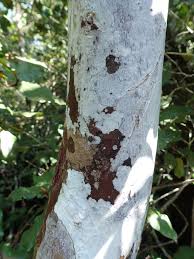 Image result for Ochna arborea