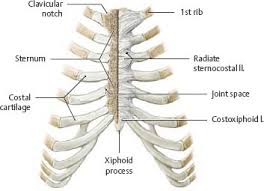Ribs eight to ten are the false ribs and are connected to the sternum indirectly via the cartilage of the rib above them. Thoracic Wall Atlas Of Anatomy