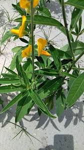 Image result for Crotalaria barkae
