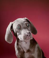 Greataupair helps you find great pet sitter jobs worldwide. Walter Chandoha S Dogs Celebrates The Renowned Pet Photographer S Favourite Canine Snaps