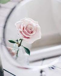 Check spelling or type a new query. 480 ÙˆØ±Ø¯ Ùˆ Ø²Ù‡Ø± Flowers Ideas In 2021 ÙˆØ±Ø¯ Ø§Ù„Ø²Ù‡Ø±Ø© Ø²Ù‡Ø±Ø©