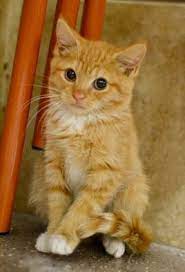 Search for adoptable cats in your local shelter ». Orange Cats For Adoption Near Me Online