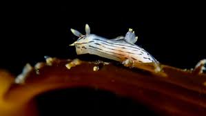 Image result for Erythrococca polyandra