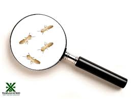 Please call me to schedule. Termite Control Services Philippines Anay Termite Control Tips