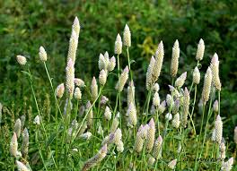 Image result for Xerophyta argentea