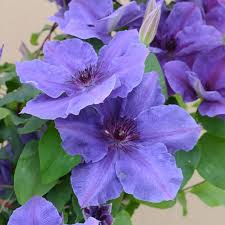 Image result for Clematis pulchra