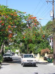 Orange flowers can add a bright pop of color to your garden, wedding bouquet or make a perfect gift. Key West Diary Flame Trees