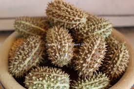 Image result for Cucumis cinereus