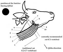 From the verse below, sharks and any meat from those animals that live in the sea are allowed, ergo shark fish is. Animals Free Full Text Halal Criteria Versus Conventional Slaughter Technology Html