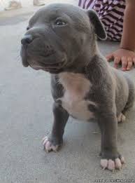 Favorite this post nov 4. Blue Nose Pitbull Puppies For Sale Near Me Pet S Gallery