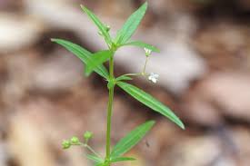 Image result for Oldenlandia goreensis