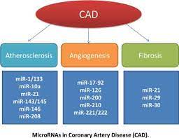 Role Of Mirnas In Coronary Artery Disease Bentham Science
