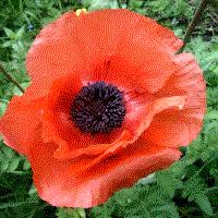 Image result for Papaveraceae