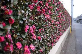 Camellia Hedges Hedges Outdoor Gardens Plants