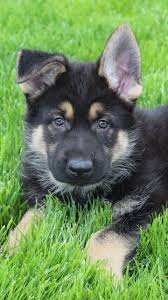The white german shepherd is a type of german shepherd characterized by the white coat originating from germany and later on bred in the united states. German Shepherd Puppies For Sale In Va Pets Lovers