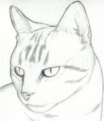 Here is a drawing of a few different ways to shade a drawing. How To Draw A Cat Head Draw A Realistic Cat Step By Step Drawing Guide By Finalprodigy Dragoart Com