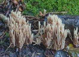 Image result for Ramaria stricta