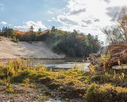 Image result for Nothosaerva