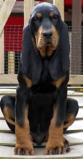 Black And Tan Coonhound Vs Bloodhound Homelife Capital Realty Dogs Pet Dogs Coonhound