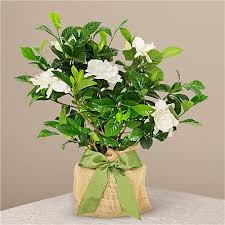 How to grow easter egg plants. Easter Plants Get Easter Plants Delivered Proflowers