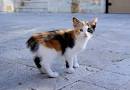 Manx Cat Breed Information - Vetstreet