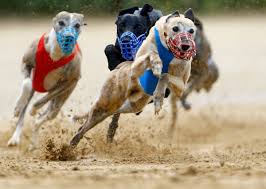 I was traveling from new york to philadelphia, pa. Bill To Cut Greyhound Racing Funds Rejected In West Virginia Pbs Newshour