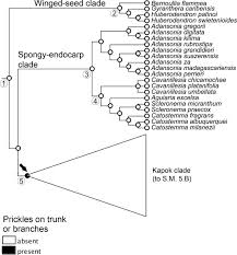 Image result for Malvaceae subfamily Bombacoideae