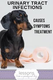 Urinary Tract Infections Are Common In Many Dogs Especially Incontinent Paralyzed And Senior Pups Learn Bladder Infection In Dogs Dog Uti Dog Uti Treatment