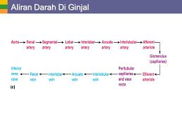 Sistem saraf pusat meliputi otak dan sumsum tulang belakang. Sistem Ekskresi Manusia Ppt Download