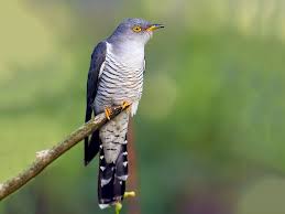 Maybe you would like to learn more about one of these? Common Cuckoo Ebird
