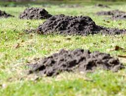 Wuhlmause Ohne Chemie Vertreiben Frag Mutti Wuhlmaus Vertreiben Maulwurf Im Garten Garten