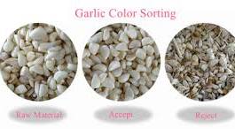 Industrial Garlic Color Sorter Machine